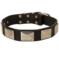 Leather American Bulldog Collar with Large Nickel Plates Leather American Bulldog Collar with Large Nickel Plates