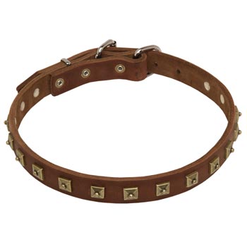 American Bulldog Leather Collar For Walking And  Training in Style