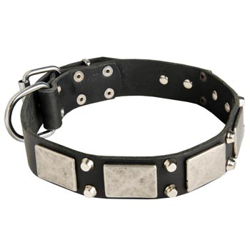 Studded Leather American Bulldog Collar
