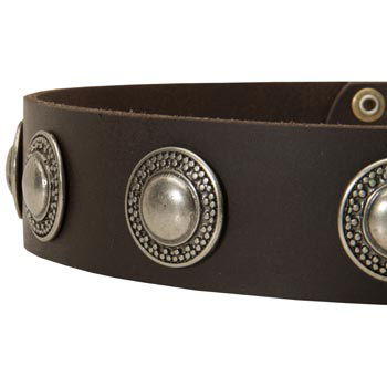 Leather Dog Collar with Conchos for   American Bulldog
