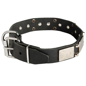 Leather Buckle Collar for American Bulldog Walking