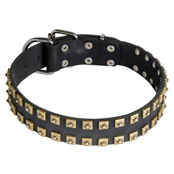 Leather American Bulldog Collar with Firm Studs