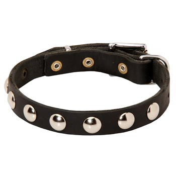 Leather American Bulldog Collar Studded for Puppies