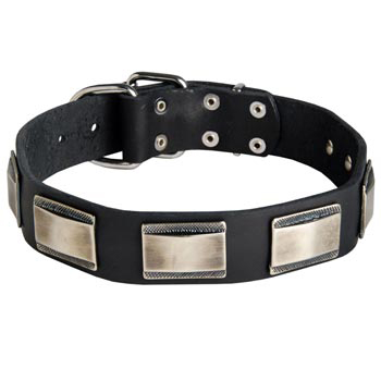 Leather American Bulldog Collar with Solid Nickel Plates