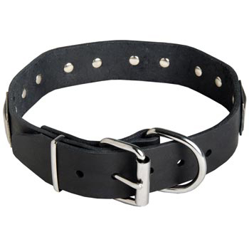 Leather American Bulldog Collar with Steel Nickel Plated Buckle and D-ring