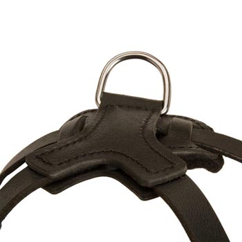 D-ring Attached to American Bulldog Harness