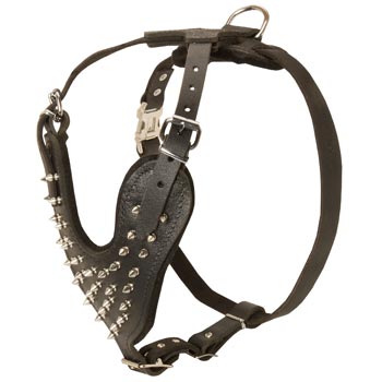 Spiked Leather Harness for American Bulldog Walking